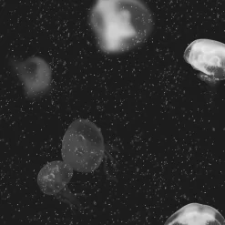 Coordonné Jellyfish Black -